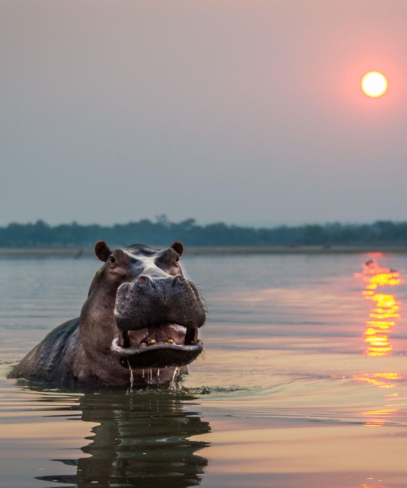 south-luangwa-wildlife-oasis